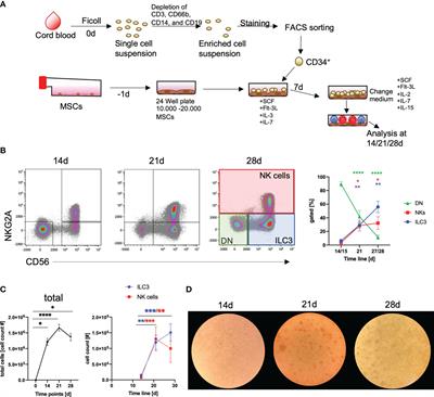 Efficient In Vitro Generation of IL-22-Secreting ILC3 From CD34+ Hematopoietic Progenitors in a Human Mesenchymal Stem Cell Niche